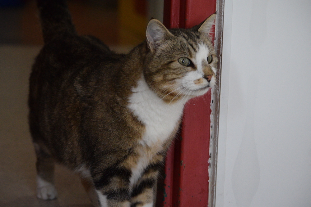 Tubby, an adoptable Domestic Short Hair in Salmon, ID, 83467 | Photo Image 6
