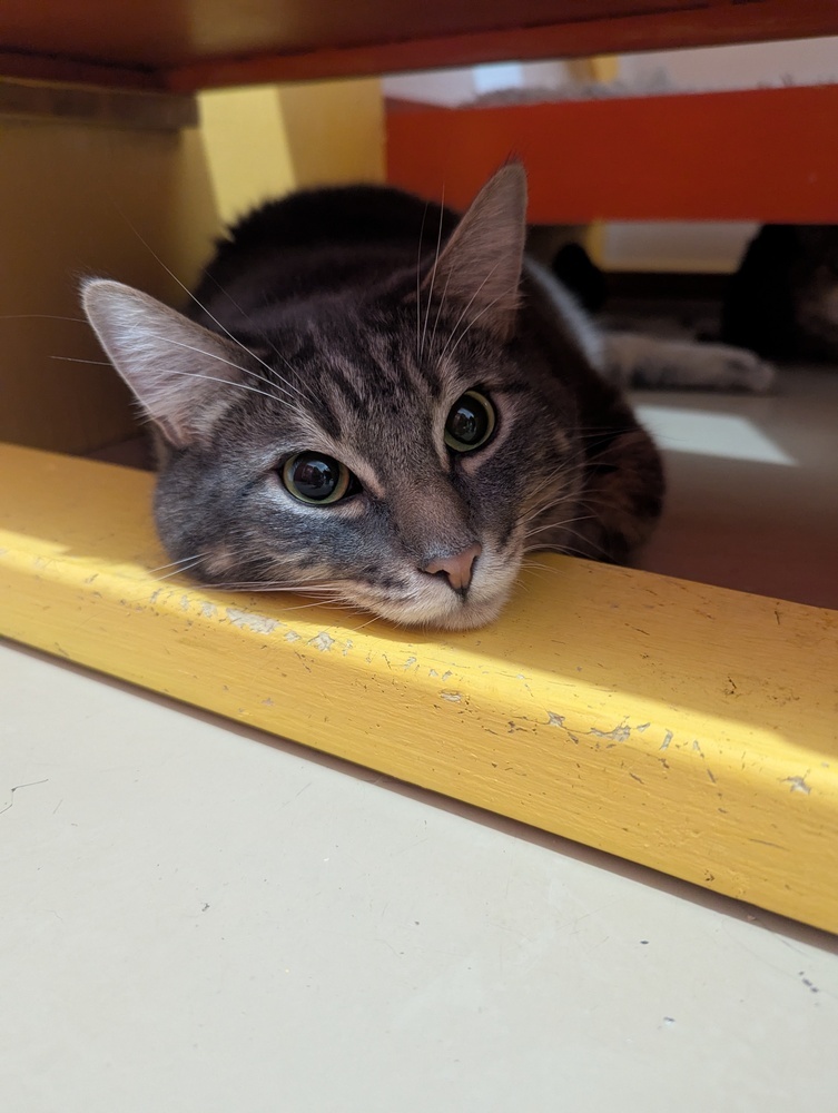 Stormy, an adoptable Domestic Short Hair in Salmon, ID, 83467 | Photo Image 1