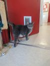 Romeo photo 1