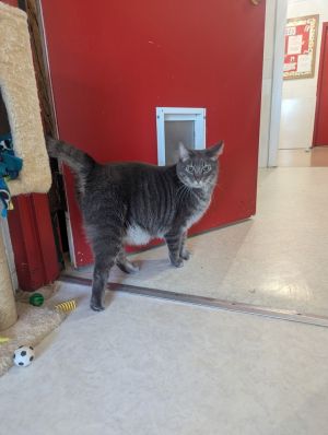 Romeo, Adult Male Domestic Short Hair