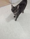 Romeo photo 2