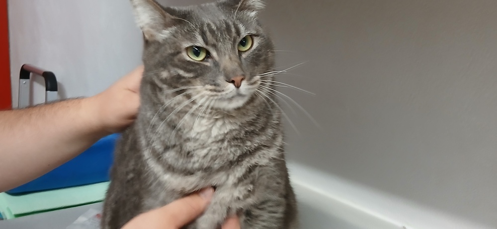 Romeo, an adoptable Domestic Short Hair in Salmon, ID, 83467 | Photo Image 3