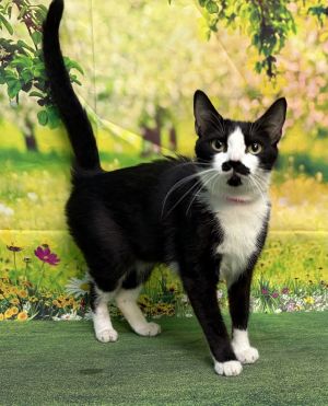 250638 MooMoo, Adult Female Domestic Medium Hair