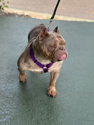 SHIMMER, Adult Female Pit Bull Terrier