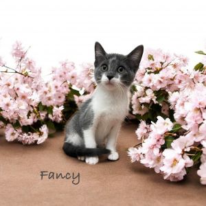 Fancy, Baby Female Domestic Short Hair