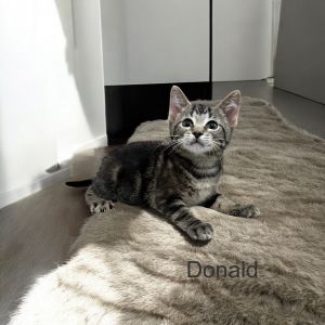 Donald, Baby Male Domestic Short Hair