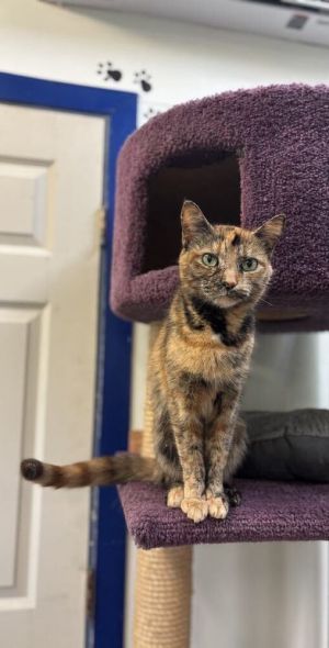 CALI, Adult Female Domestic Short Hair