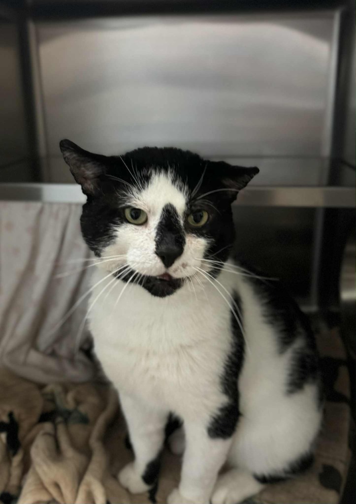 Mafia - Working Cat, an adoptable Domestic Short Hair in Grand Forks, ND, 58203 | Photo Image 1