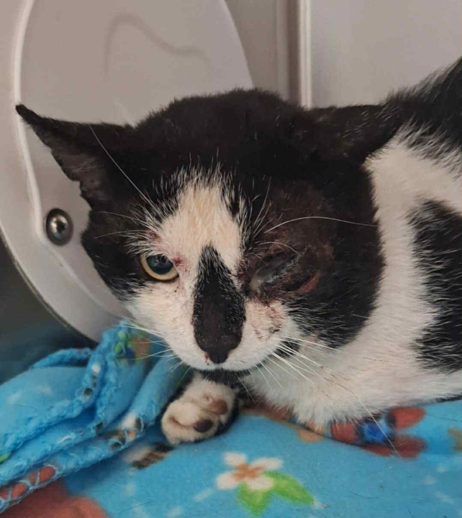 Mafia - Working Cat, an adoptable Domestic Short Hair in Grand Forks, ND, 58203 | Photo Image 2