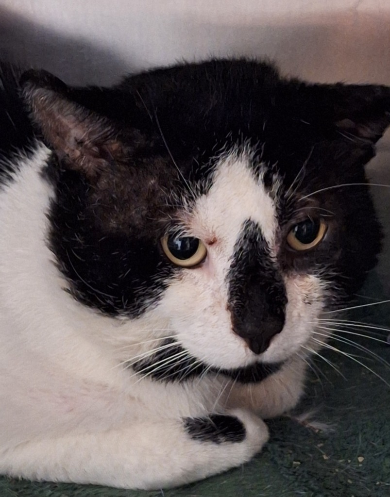 Mafia - Working Cat, an adoptable Domestic Short Hair in Grand Forks, ND, 58203 | Photo Image 3