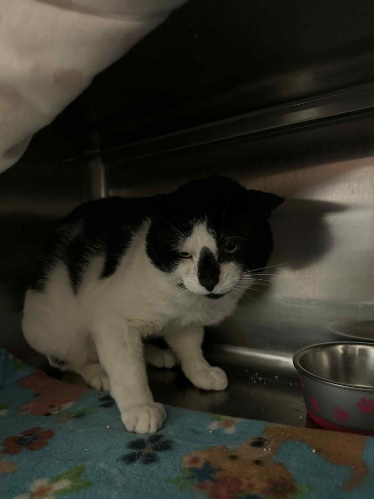Mafia - Working Cat, an adoptable Domestic Short Hair in Grand Forks, ND, 58203 | Photo Image 4