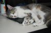 Astrid photo 5