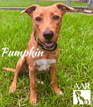 Pumpkin, Young Female unknown