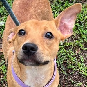 Pier, Young Male Terrier