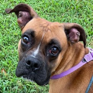 Stirr, Adult Male Boxer