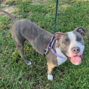 Patrick, Adult Male American Staffordshire Terrier