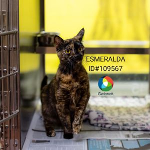 44/45c Esmeralda Domestic Short Hair Cat