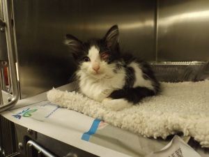 Primary Color Black Secondary Color White Weight 17lbs Age 0yrs 0mths 8wks Animal has been Neut