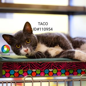 Pen 52 Taco Domestic Short Hair Cat