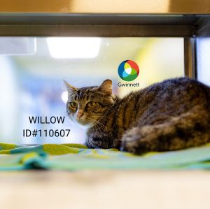 Pen 55/56d Willow Domestic Short Hair Cat