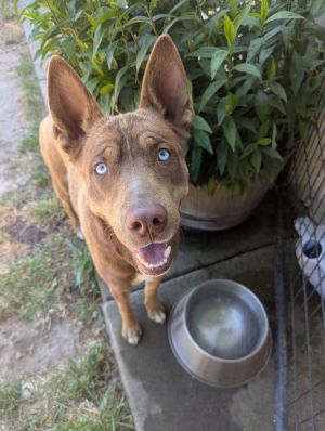 Flint, Young Male Siberian Husky