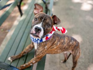Apollo, Young Male Mixed Breed
