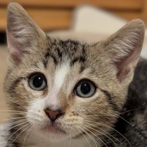 Ketchup, Baby Male Domestic Short Hair