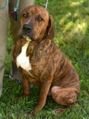 Bark Ruffalo, Adult Male Hound