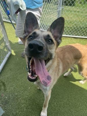 Zira, Adult Female Shepherd