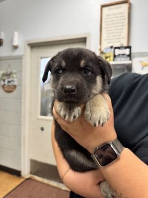 Carly, Baby Female Shepherd