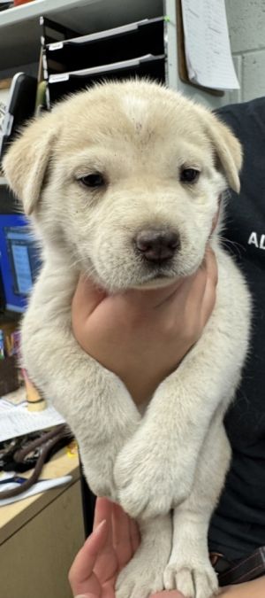 Faye, Baby Female Shepherd