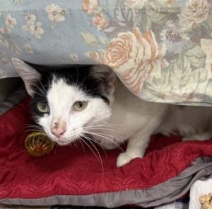 Bottle Rocket - A curious and playful cat who loves cozy spots quiet naps and the occasional burst
