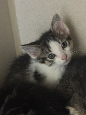 Chloe, Young Female Domestic Short Hair