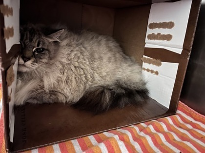 Lily, an adoptable Himalayan, Domestic Short Hair in West Chester, PA, 19380 | Photo Image 1