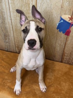 Handsome, Young Male Pit Bull Terrier