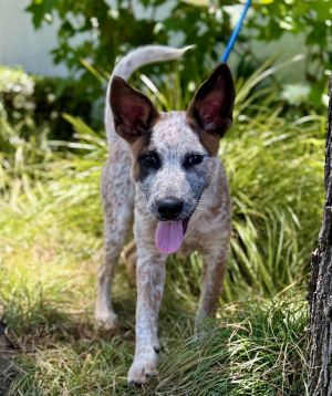Ripple Australian Cattle Dog / Blue Heeler Dog