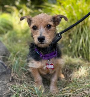 Hummingbird Yorkshire Terrier Dog