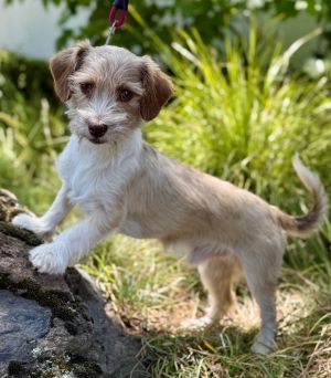 Converse Norfolk Terrier Dog