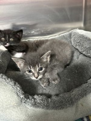 Latte, Baby Female Domestic Short Hair