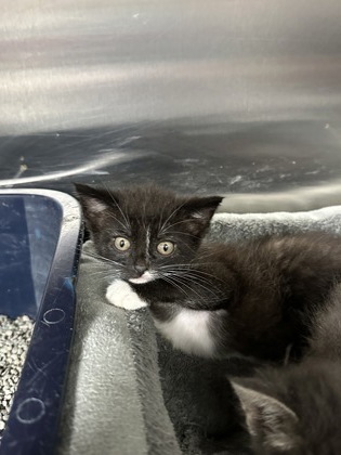 Chai, an adoptable Domestic Short Hair in Rhinelander, WI, 54501 | Photo Image 1