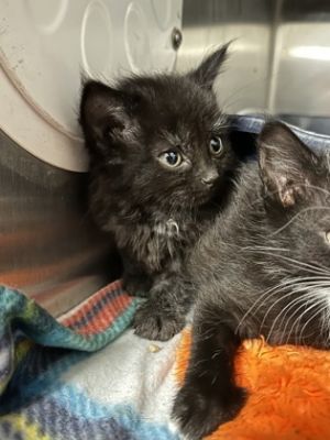Coffee, Baby Male Domestic Long Hair