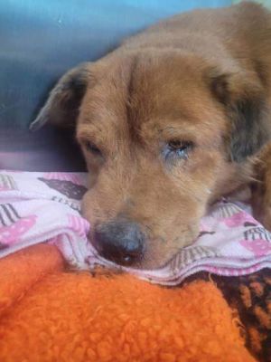Sir Charles, Senior Male Mixed Breed