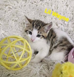 Lil Wayne @ PetSmart, Baby Male Domestic Short Hair