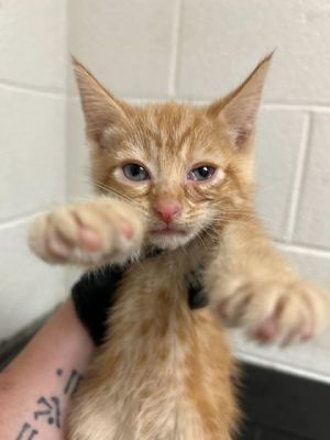 Cinder Domestic Short Hair Cat