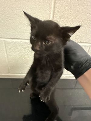 Soy Domestic Short Hair Cat