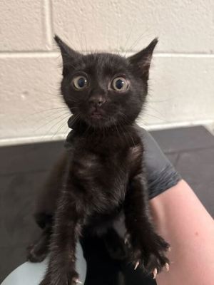 Teriyaki Domestic Short Hair Cat