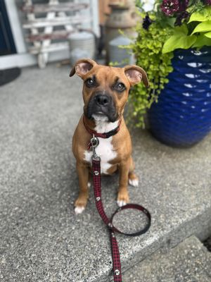 Honey Boxer Dog