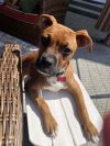 Honey photo 2