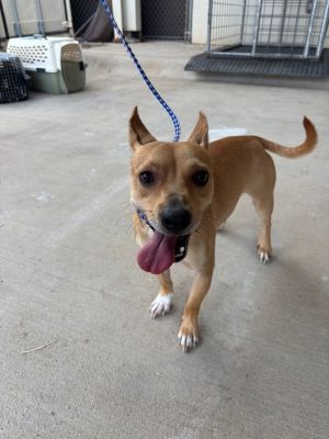 SKETER*, Adult Male Chihuahua