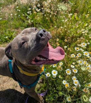 Sterling (mcas), Young Male Pit Bull Terrier